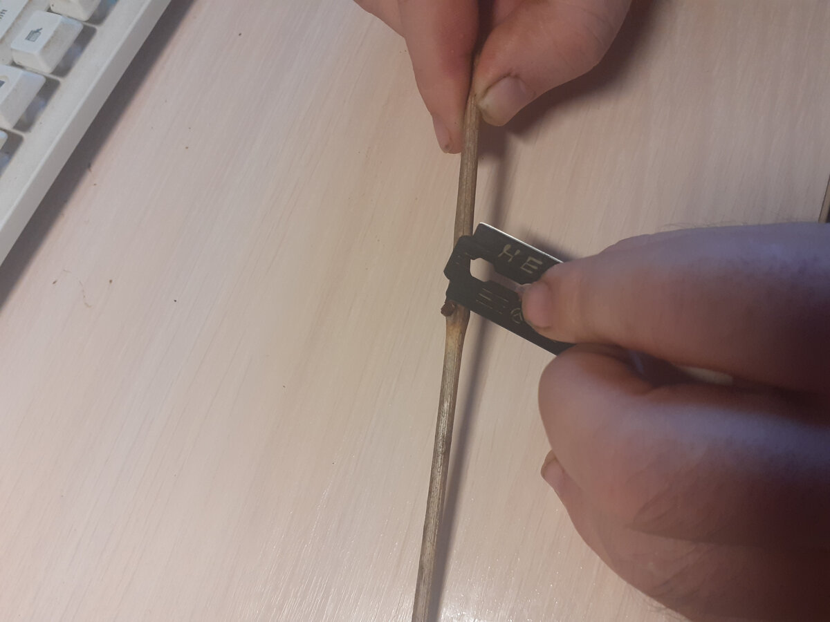 Кардинал устойчивый - лоза не была укрыта