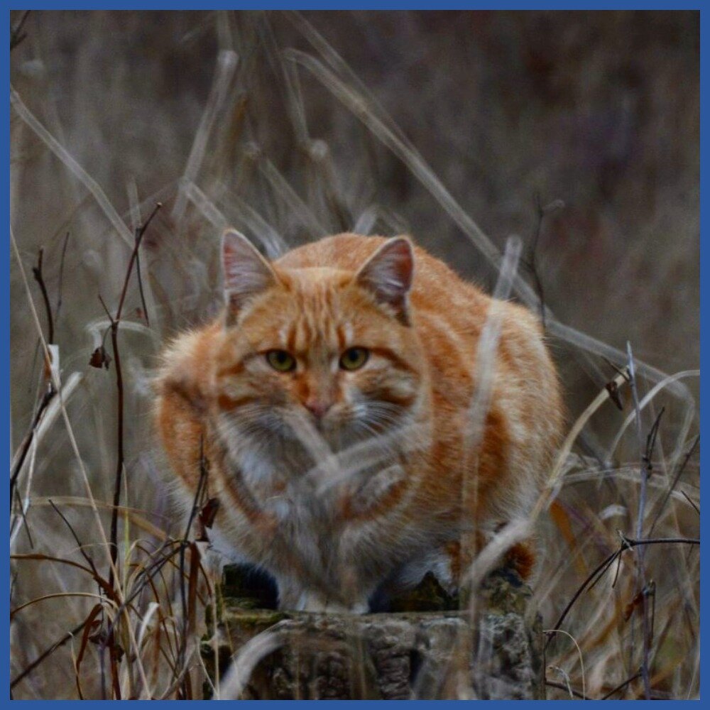 Подкумский кот Янтарь приглядит за Вами 