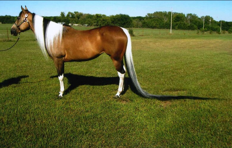    С хвостом ошеломляющей длины 381см (12 футов 6 дюймов было на момент регистрации рекорда) Саммер Бриз вошла в историю как лошадь с самым длинным в мире хвостом.