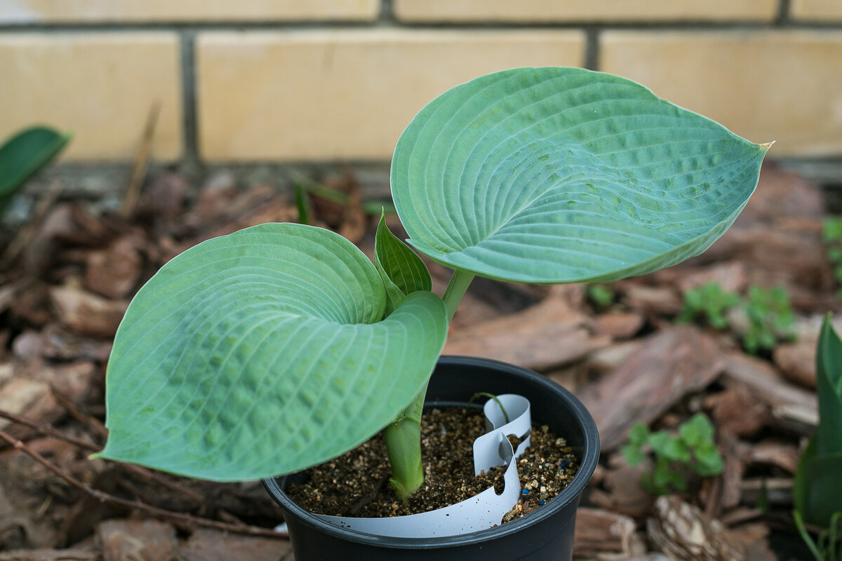 Хоста Big Daddy