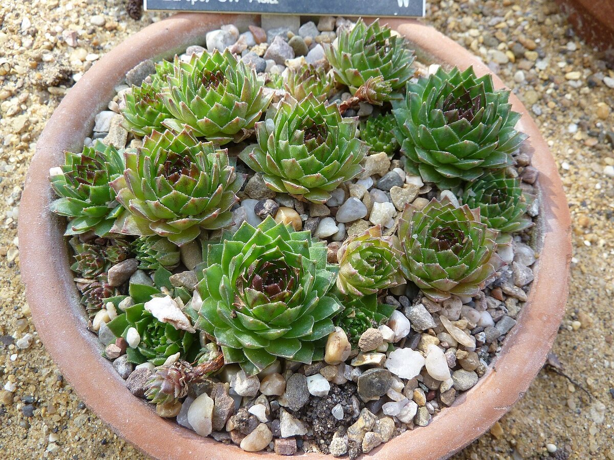 Sempervivum tectorum (1)