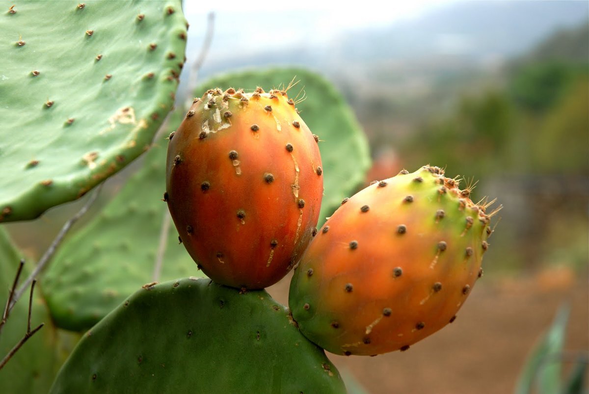 Opuntia ficus-indica, (2)