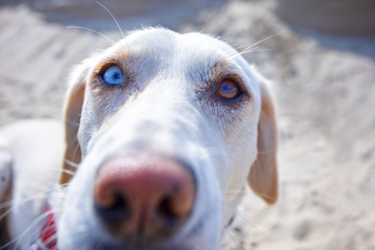 Почему у собаки разные цветом глаза? Гетерохромия: мифы и реальность | Dog  Breeds | Дзен