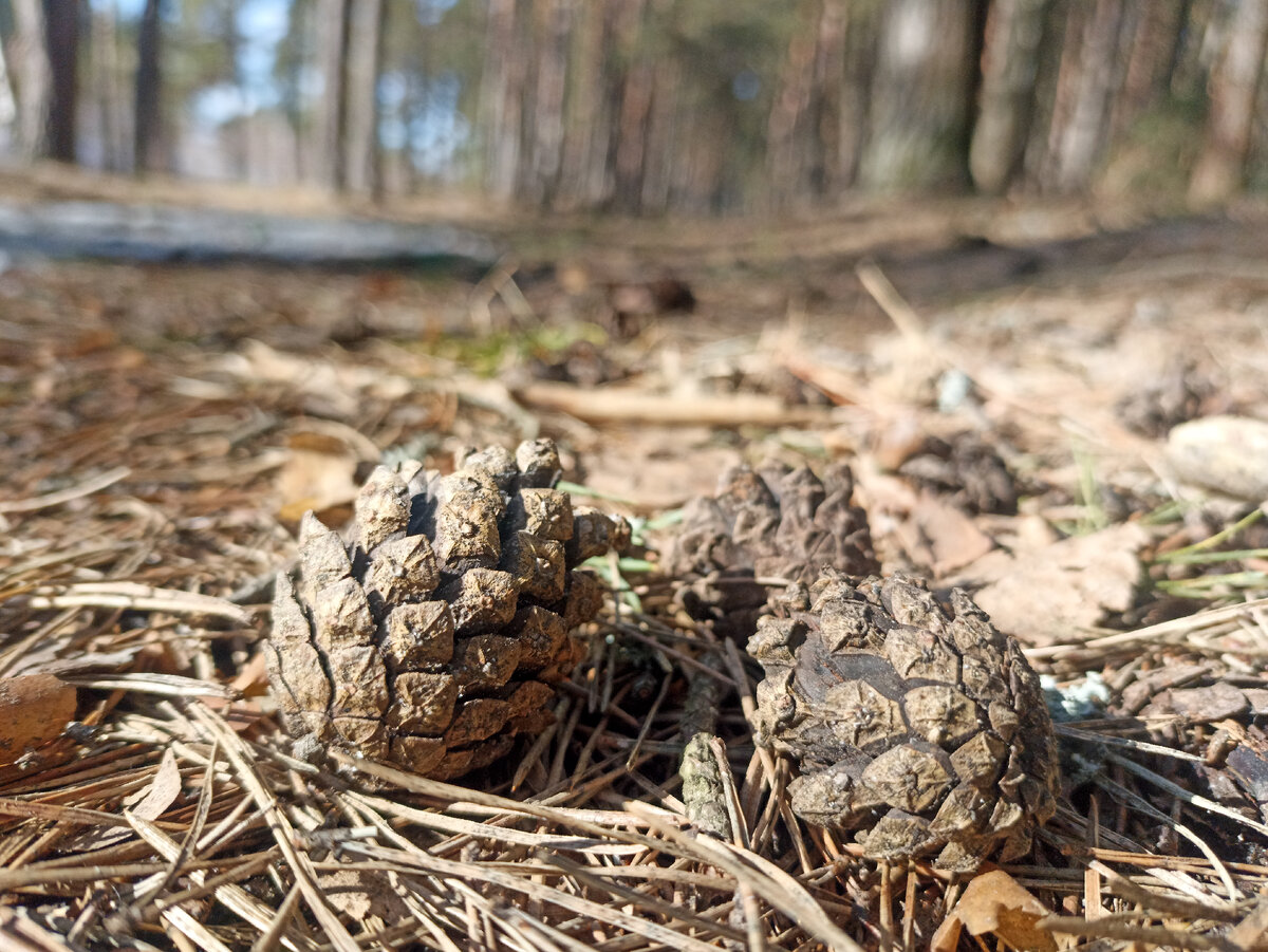 Весна в сосновом лесу. Листайте карусель
