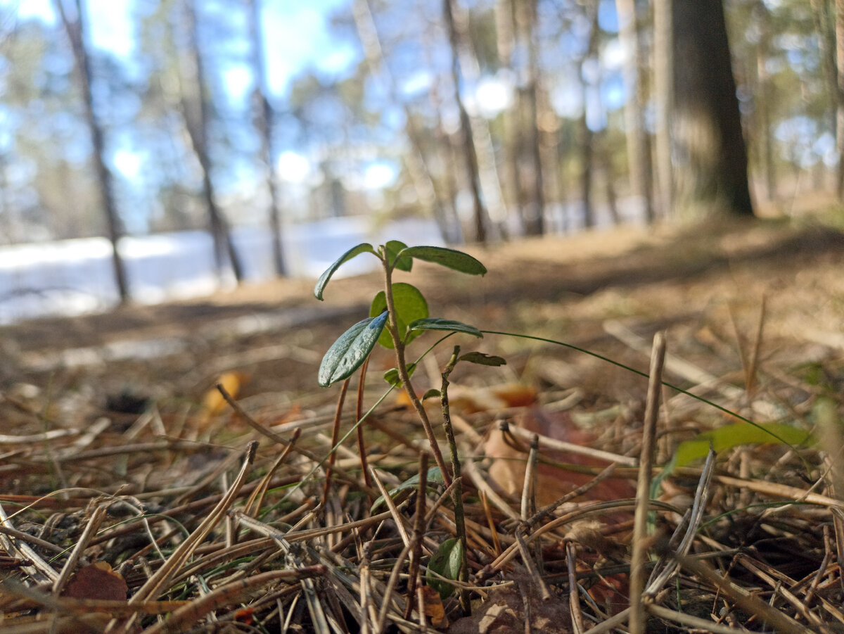 Весна в сосновом лесу