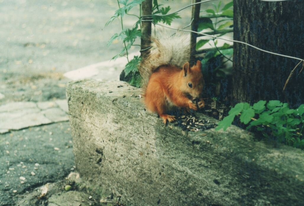 Белка и семечки. Фото Виктора Алексеевича Буканова. Ессентуки, 2001