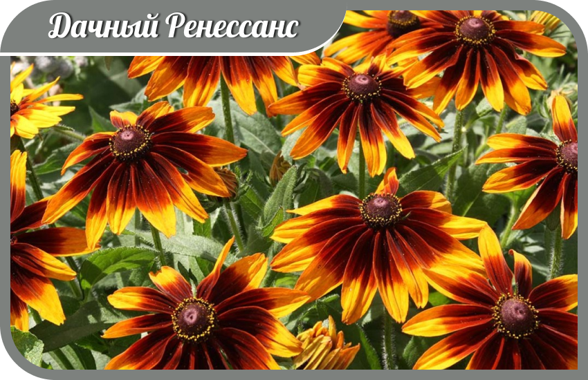 Рудбекия многолетняя