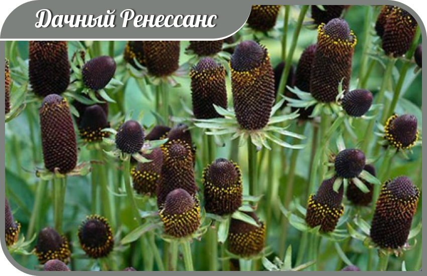 Рудбекия западная