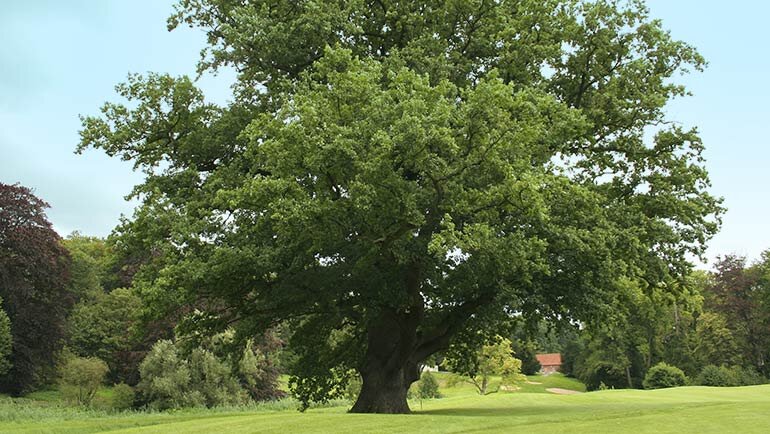 Дуб черешчатый