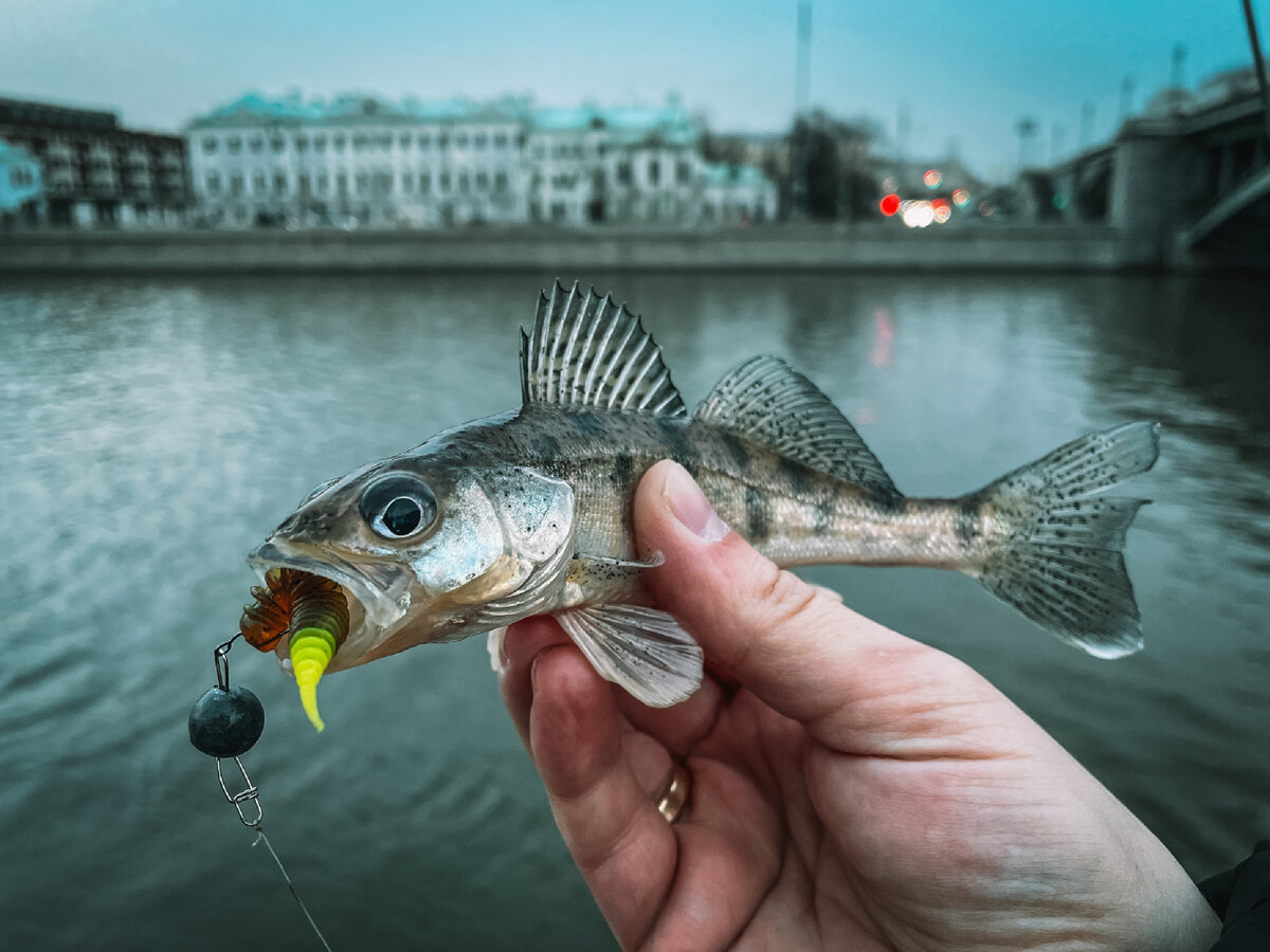 Трое из ларца… 😅 С таким течением, плывущим мусором и водой цвета «кофе с молоком» рассчитывать на «успешный успех» в улове было бы глупо.