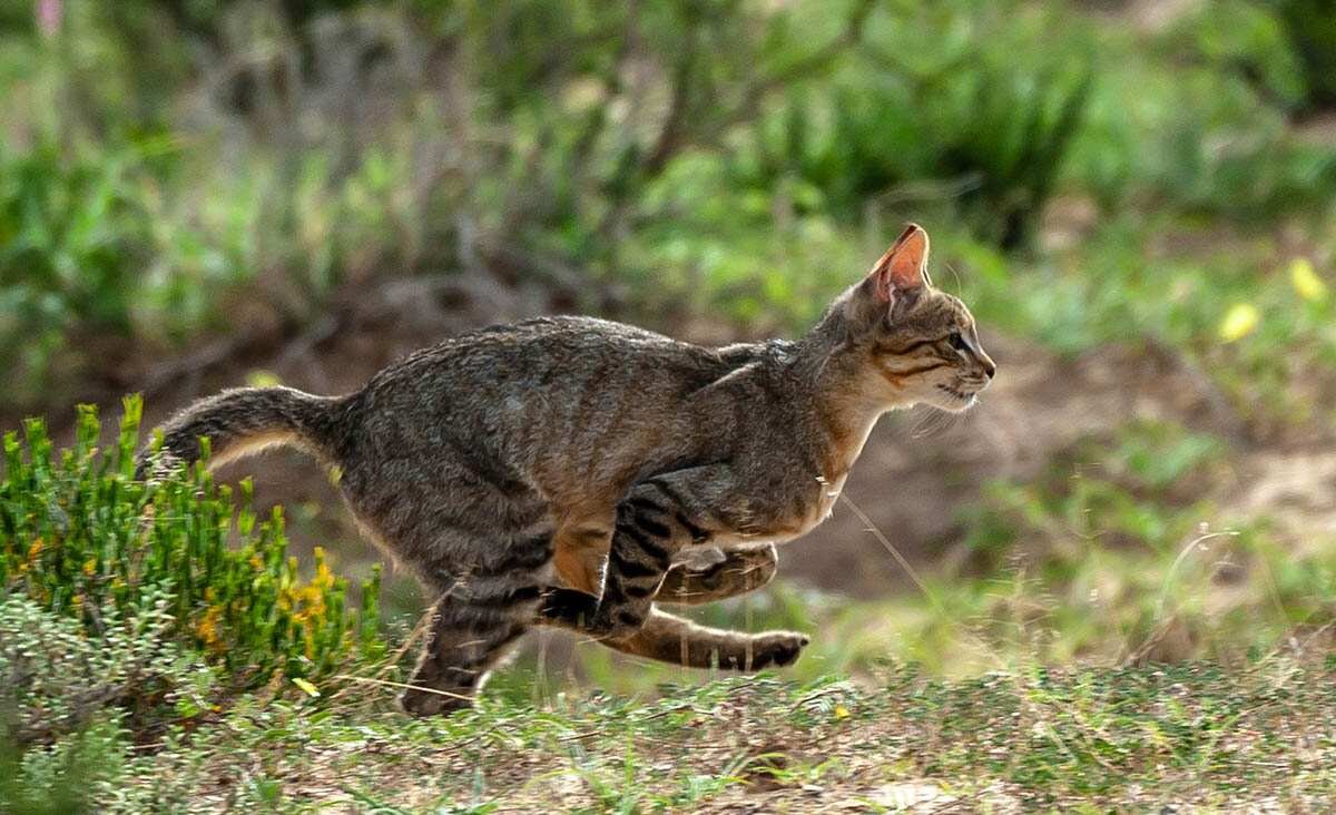 Африканская дикая кошка Felis Sylvestris Lybica, общий предок всех современных домашних кошек, Africa Geographic.