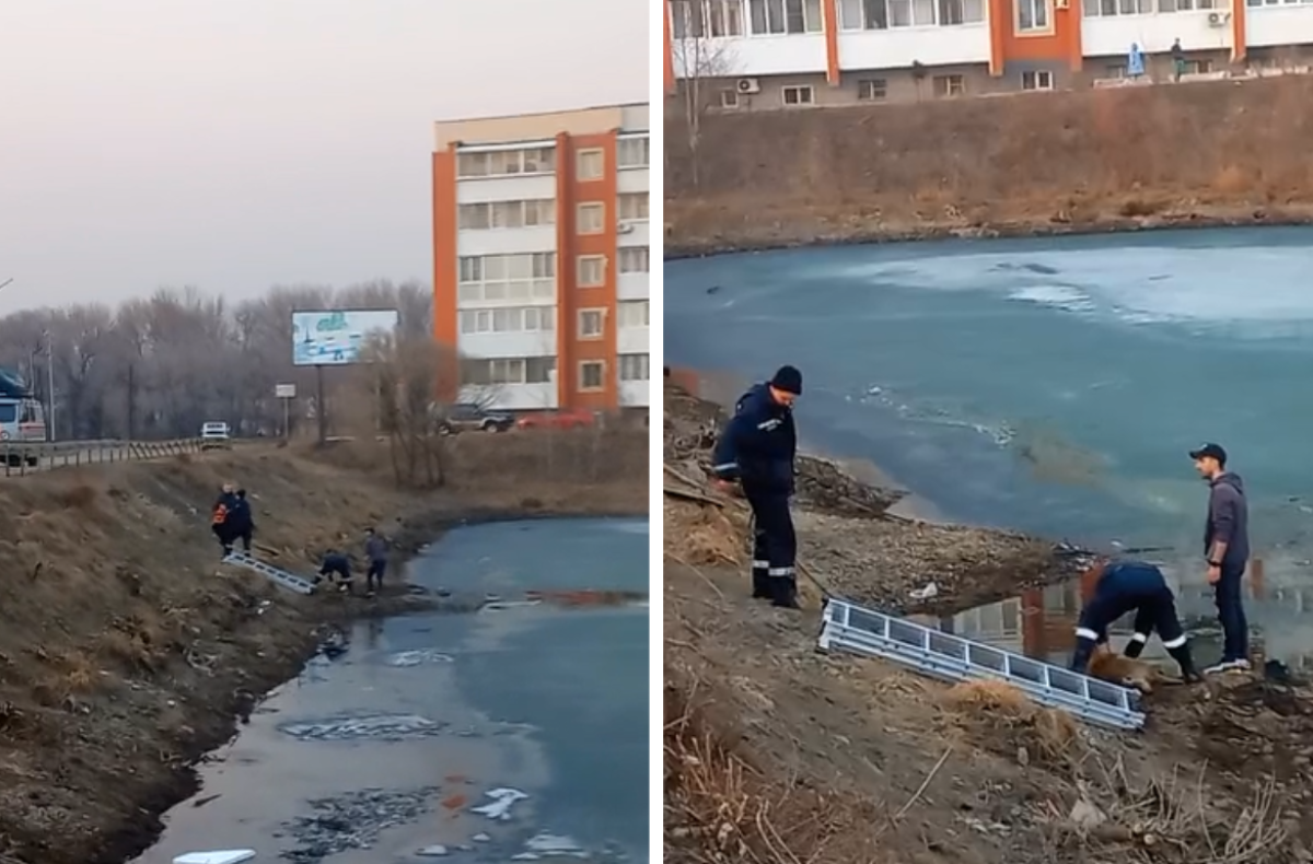    В столице ЕАО погибла собака, провалившись под лёд