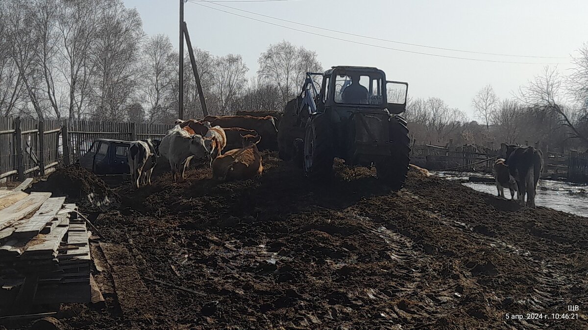 Сережа с рулоном проезжает мимо Крапы. Та даже ухом не повела. Два рулона поставил,она не встала. 