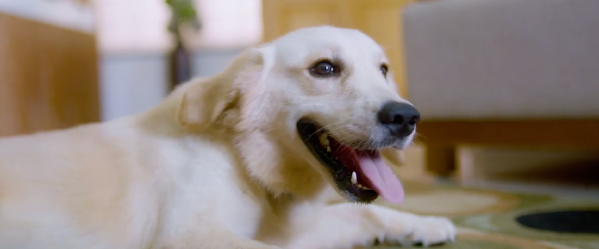 Самый главный персонаж лабрадор Томми