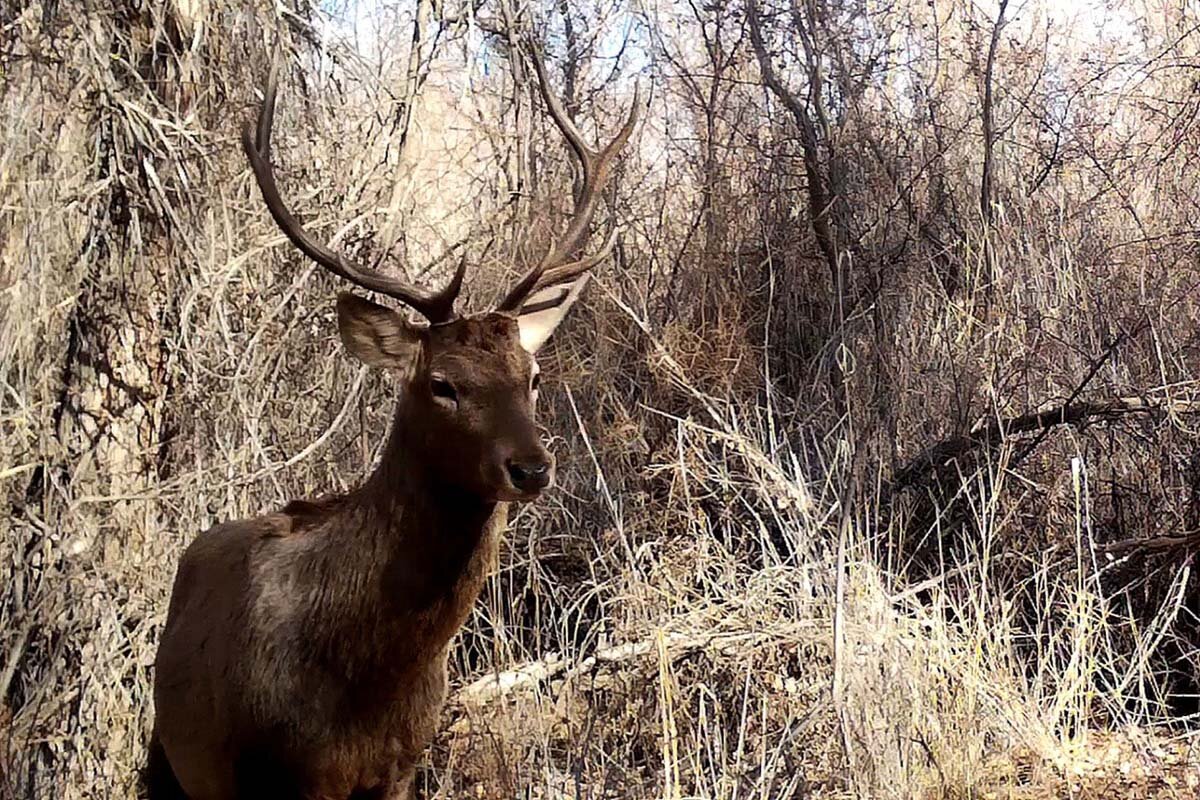 Так, научный сотрудник Сюнт-Хасардагского государственного природного заповедника в ходе своего доклада сообщил, что найдено новое место произрастания мушмулы германской возле села Конекесир – тридцать пышных кустов возрастом до сорока лет. На фото высокие заросли напоминают дикий шиповник или барбарис. Этот вид перестал попадаться исследователям почти 70 лет назад, его прежние чандырские посадки были уничтожены пожаром. Лишь недавно, в 2021 г. случайно была обнаружена небольшая популяция, до этого момента учёные считали растение выпавшим из состава флоры Туркменистана. Находка стала сенсацией, учёные планируют на основе естественных зарослей более глубоко изучить факторы произрастания вида в дикой природе. Мушмула в какой-то мере повторяла судьбу фисташки бадхызской, которая на территории Туркменистана пока не обнаружена при подавляющем большинстве фисташки настоящей, с разницей лишь в счастливом финале — мушмула не потеряна для туркменской ботанической науки. Вторая подобная находка обрадовала учёных ботаников. Мушмула германская уже внесена в четвёртое издание Красной книги Туркменистана, подготовка которого продолжалась несколько последних лет, выход ожидается в ближайшее время.Также эколог рассказал, что найдены новые местообитания медоеда, продолжаются наблюдения и за единственной на территории Туркменистана особью бурого медведя, который объявился на юго-западе страны в 2018 году. Учёные определили, что его следы жизнедеятельности наблюдаются на площади в девять тысяч гектаров, о чём предупреждают туристов, чабанов, жителей горных сёл, особенно подростков.На основе карты начальник научного отдела Хазарского госзаповедника показал места кормёжки пролётных и зимовки авифауны в пределах заливов Каспийского моря, в том числе обладающего статусом рамсарского объекта – Туркменбашинского. Побережье туркменского сектора моря является миграционным коридором континентального значения. Данные учёта птиц складываются в многолетний график для проведения сравнительного анализа. Особо ценные виды хищных птиц, утиных и гусиных, а также фламинго орнитологи стараются посчитать в пролётные сезоны буквально «по головам». Так, за весь 2023 было насчитано свыше 11 тысяч особей фламинго.Музей природы заповедника – один из лучших среди других подобных малых музеев страны, с многолетней историей накопления экспонатов, является не только научной базой для экологов, но и притягательным объектом для любознательных школьников ближайших населённых пунктов. В состав Хазарского заповедника входит остров небольшой втянутой формы Огурджалы, где в настоящее время содержится 514 джейранов, для животных, которые существуют вольно и в отсутствие естественных хищников хорошо размножаются, завозят растительные корма, чтобы сохранялся природный растительный покров суши, состоящий из солеустойчивых кустарников-галофитов. Говорилось о состоянии инородных «вселенцев» Каспия, наблюдениях за каспийским тюленем – эндемиком (в настоящее время продолжается миграция на юг животных с детёнышами, появление на свет которых проходит в зимние месяцы на льдах северной части моря). Уже замечены группы с молодняком.