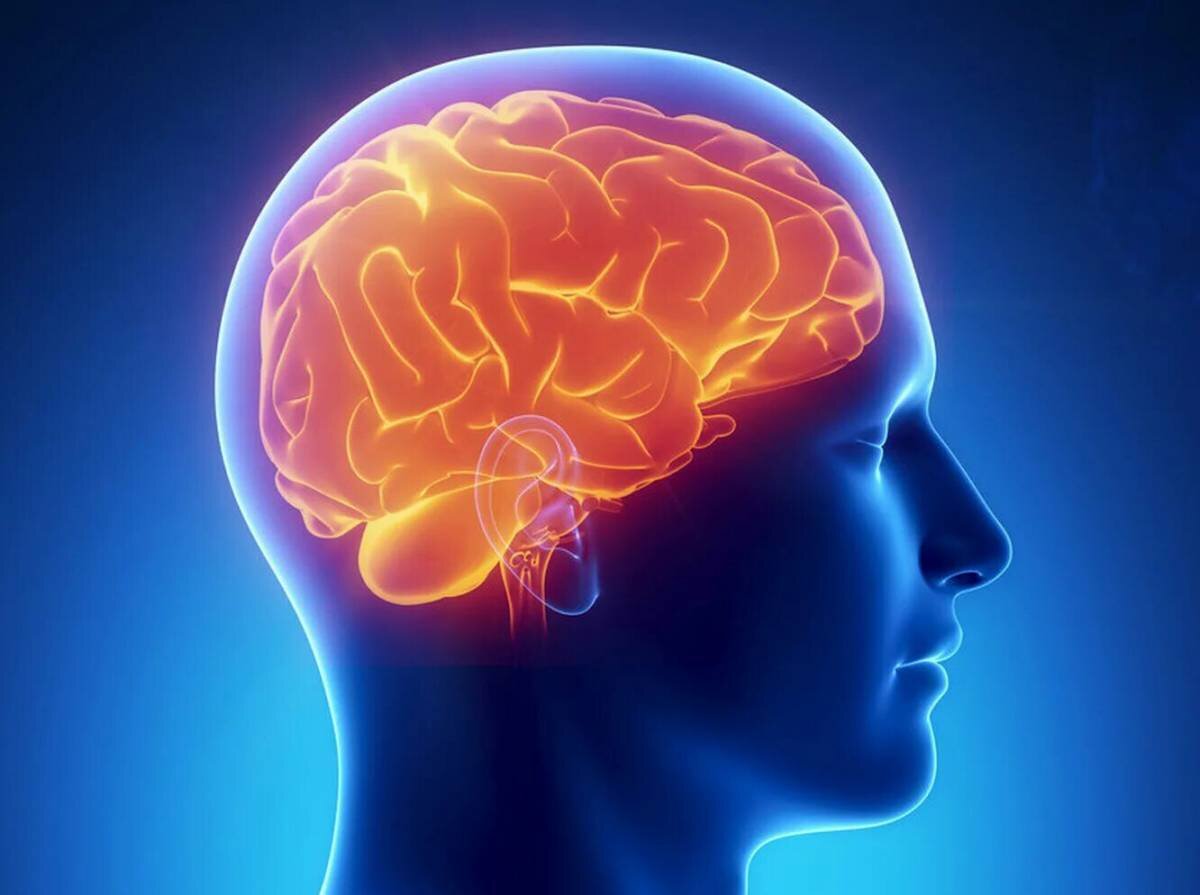 Brain 20