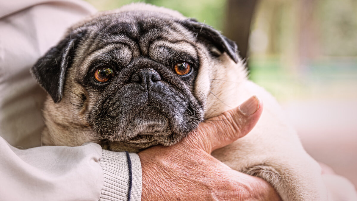 Собак стареют иначе, чем мы, и умение хотя бы в общих чертах отличить норму от патологии в этой связи оказывается очень полезным. Фото winterseitler/Pixabay