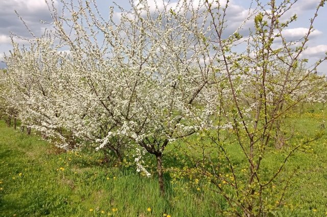    Как придать ветвям плодовых деревьев на даче горизонтальное положение?