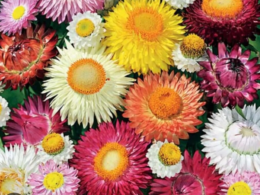 Гелихризум