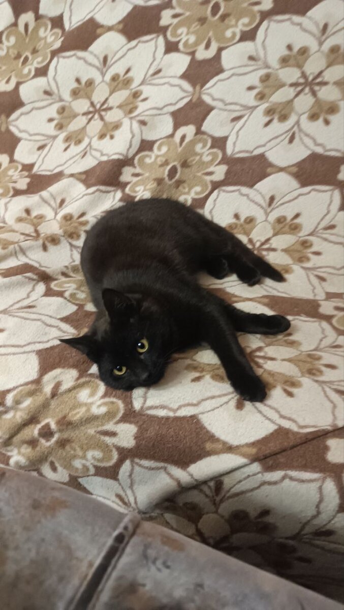 вот моя красота лежит 