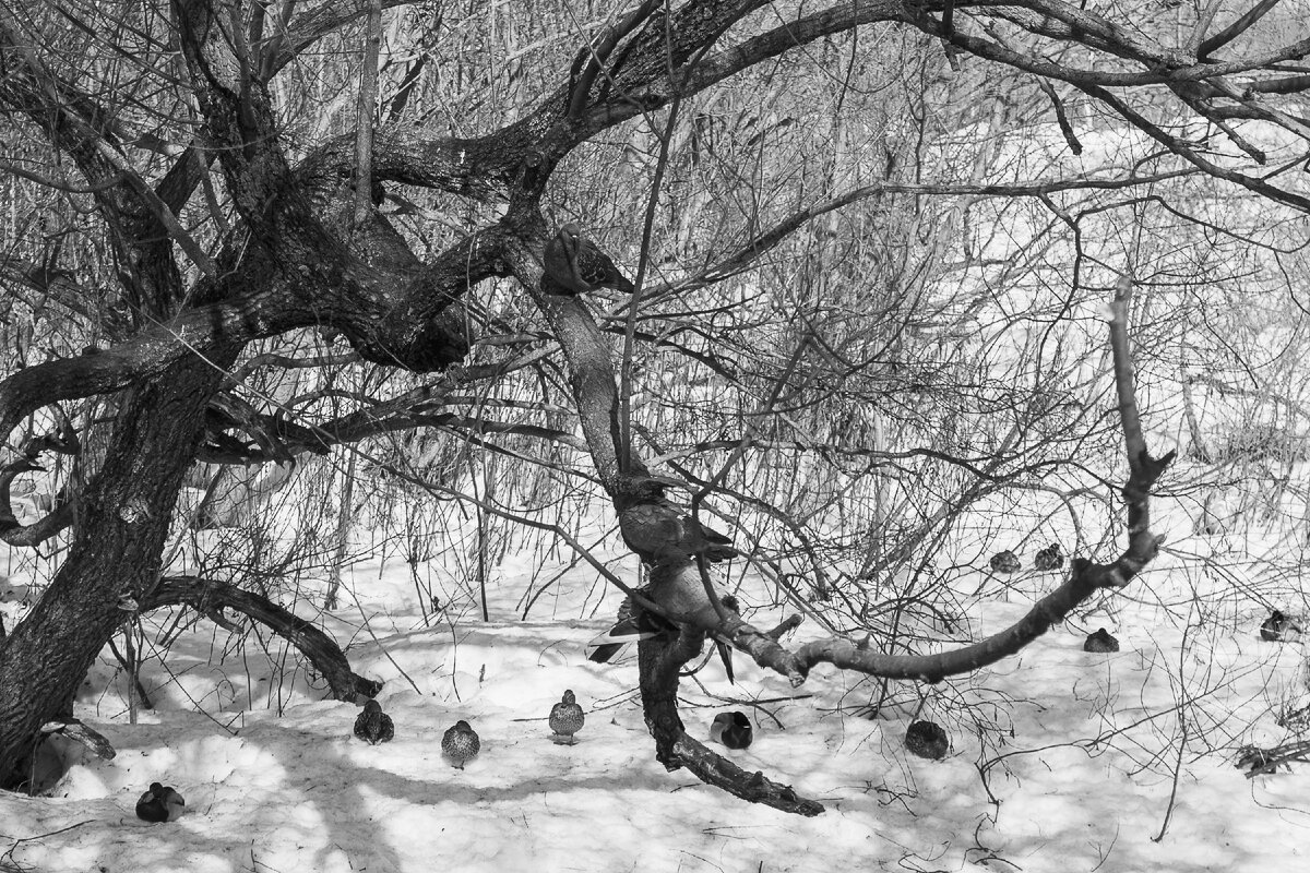 фотография автора