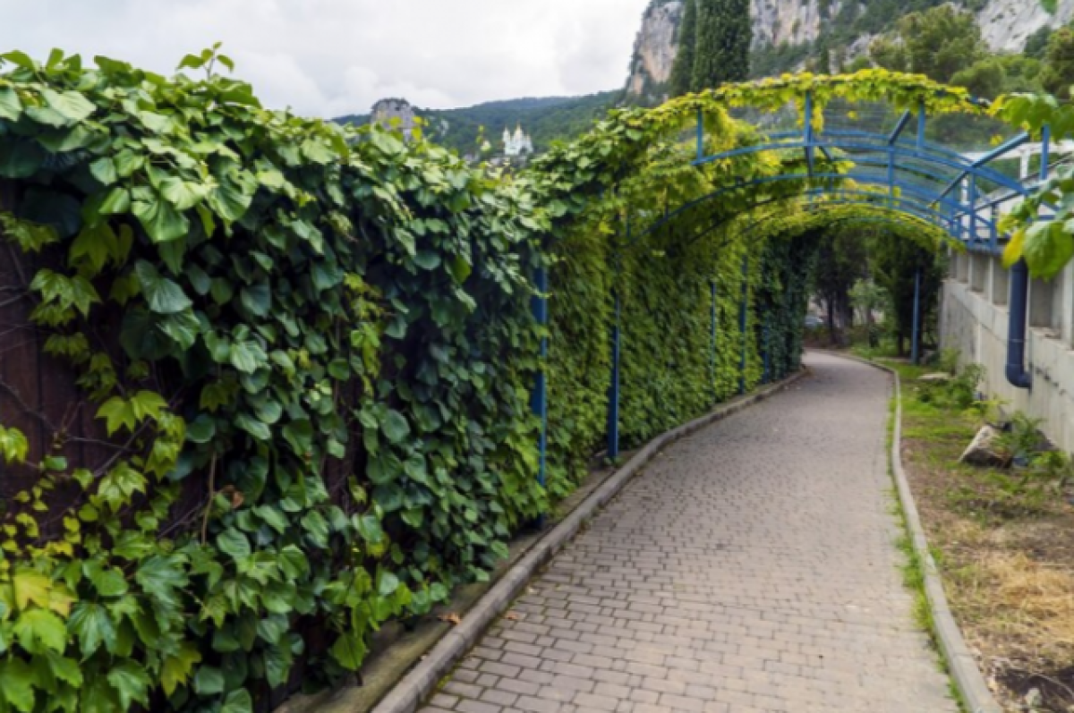    Агроном из Новосибирска рассказала, какие цветы выбрать для живой изгороди