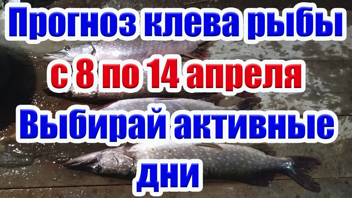 Приветствую всех на своем канале. Прогноз клёва рыбы на неделю с 8 по 14 апреля по лунному календарю рыбака.