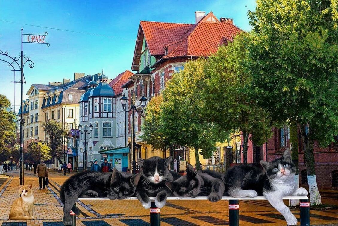Котики ул свердлова 4 7 фото
