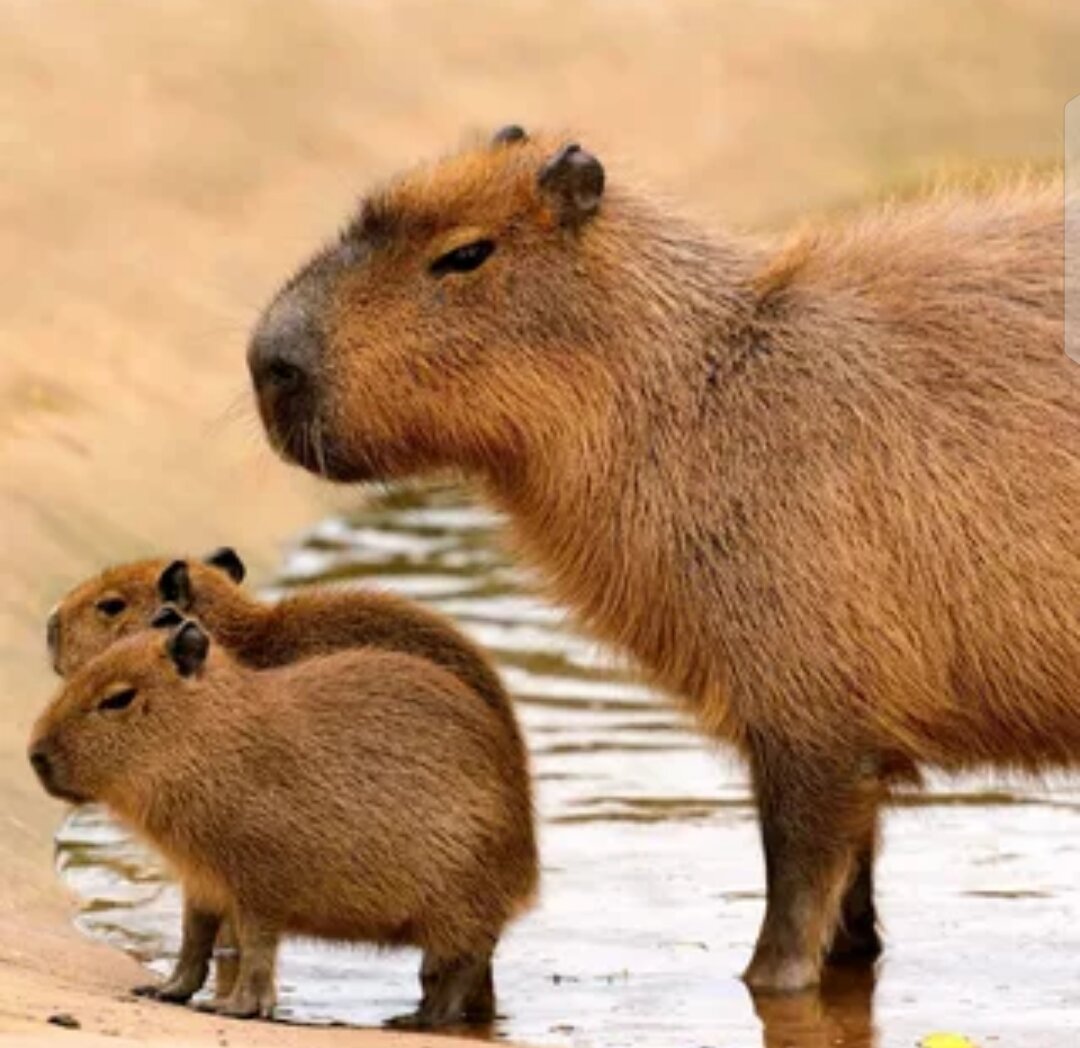 Фото взято из интернета