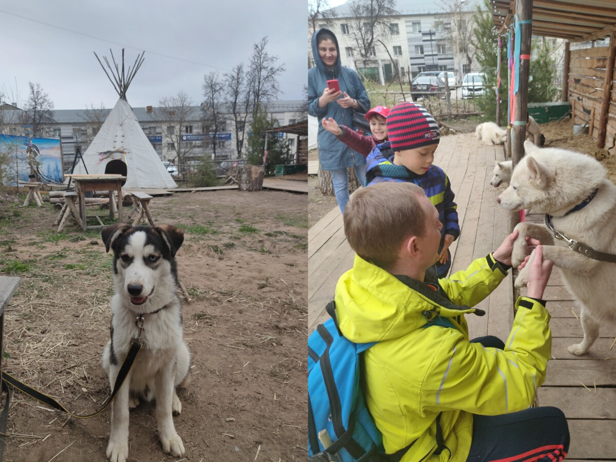 Вы можете пообщаться с собаками, покормить и погладить их, сделать фото, а зимой даже прокатиться на упряжке