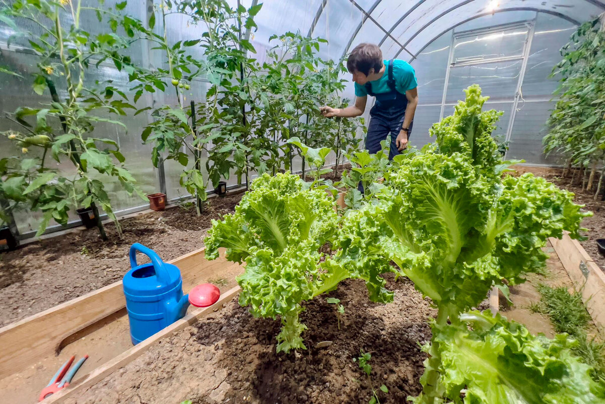 Арочная теплица на 3 грядки