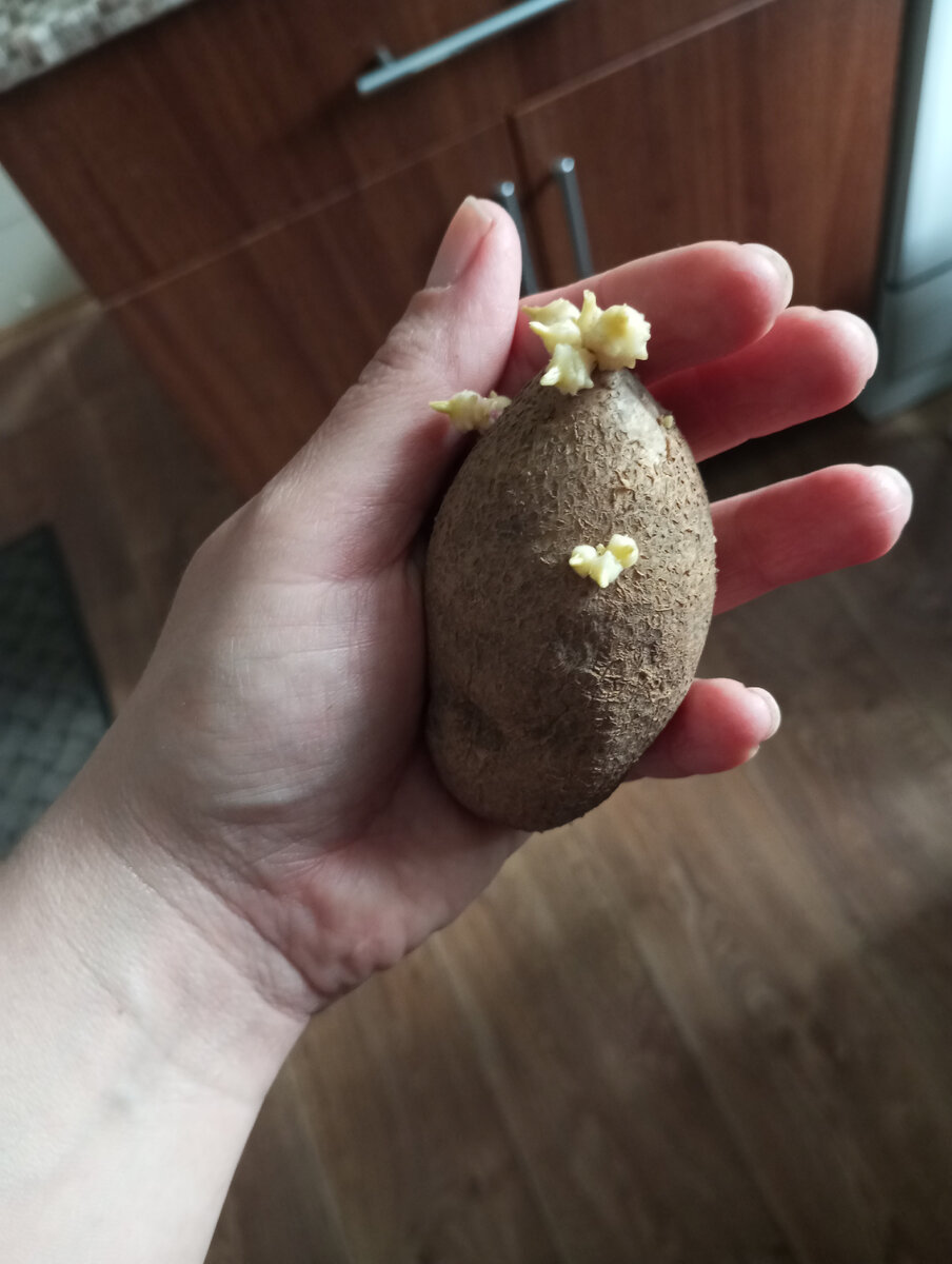 Но зато вот уже какие ростки