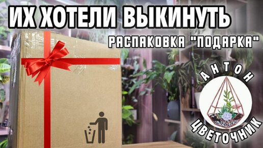 Их хотели выкинуть на помойку. Распаковка 13 горшков, которые мне подарили: эксперимент начинается