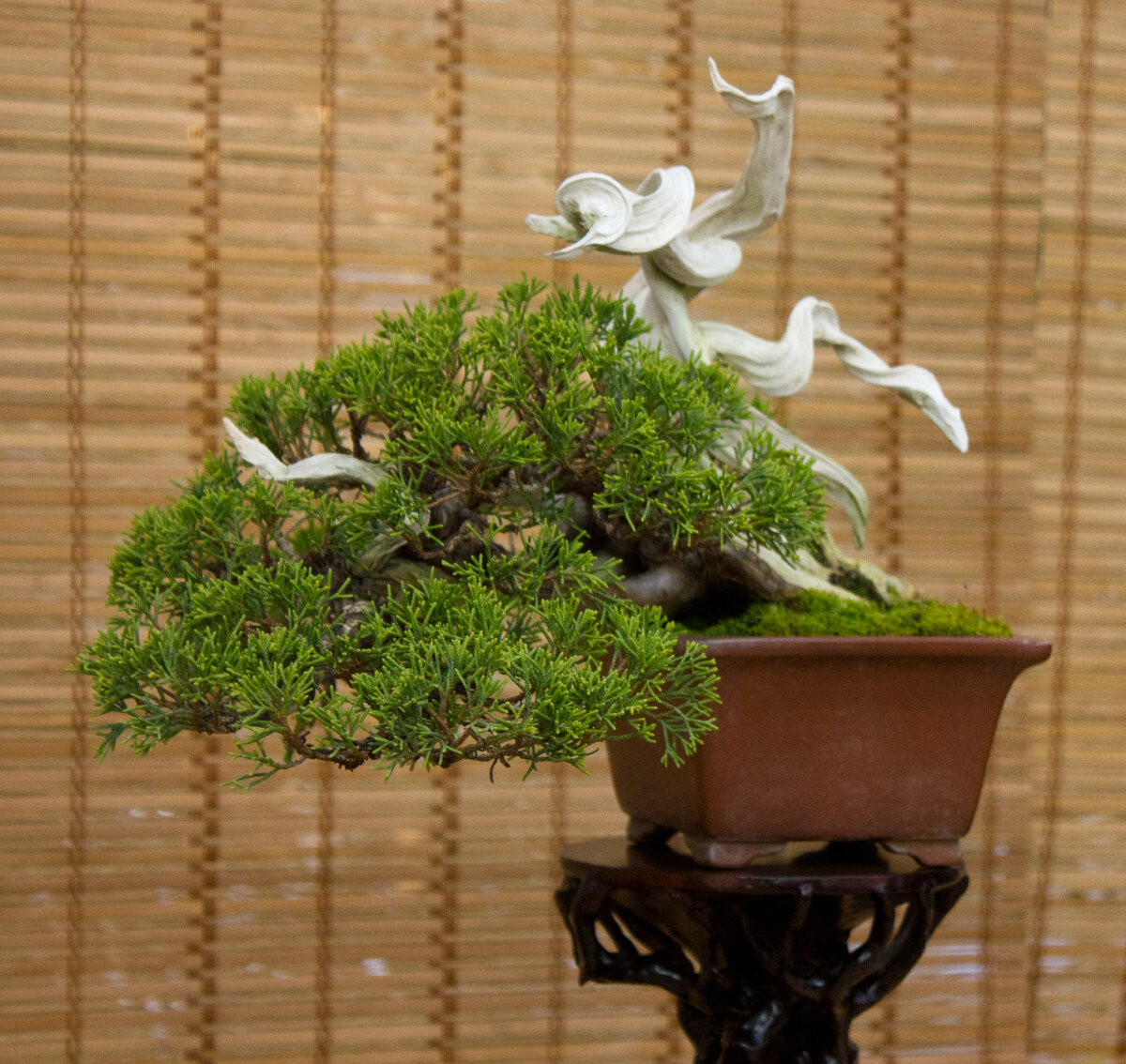 Японский бонсай