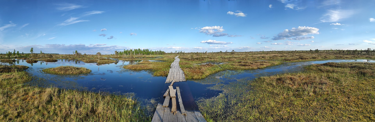 Белорусские болота, скорее всего давшие дреговичам название