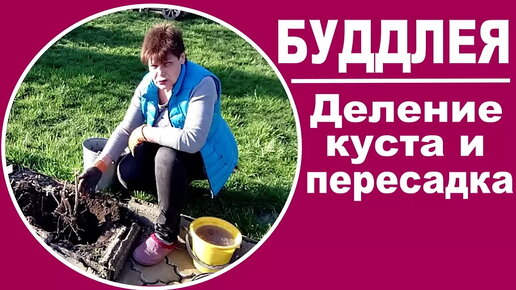 Размножение буддлеи . Делю старый куст буддлеи на 2 части