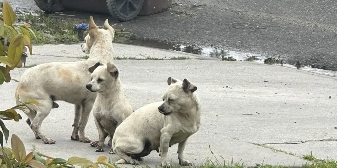 Три щенка обнялись друг с другом после спасения с улицы