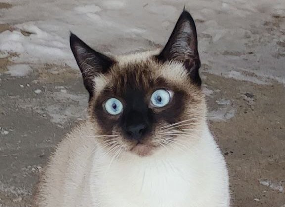 Максик — соседский кот, который пристает к нашей Муське.