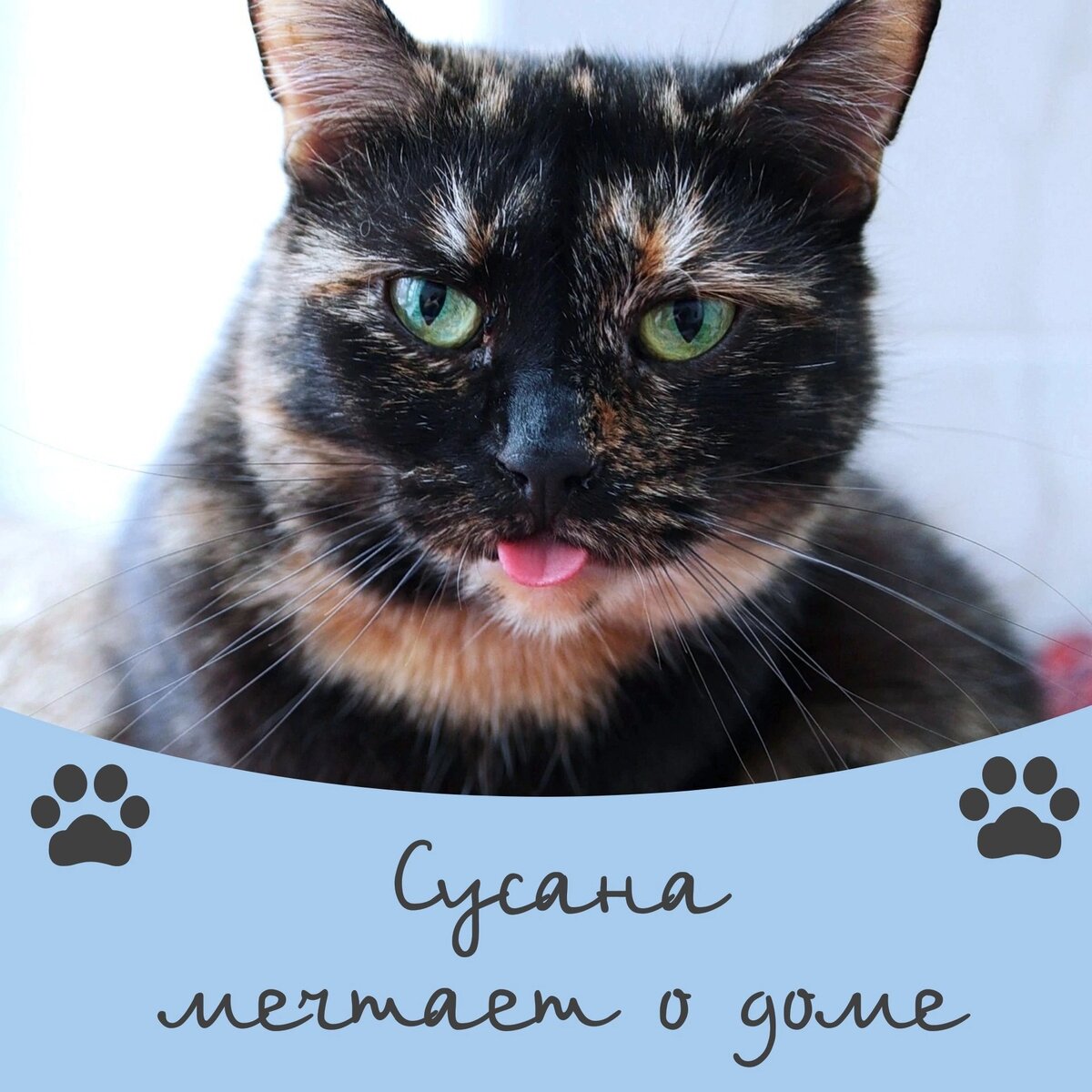 Возьми друга из приюта ♥️🐈🐈‍⬛ | Приют 