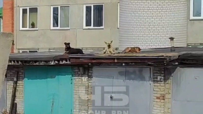     Жители Барнаула бояться выйти из дома из-за стаи собак. "ЧБ Барнаул"