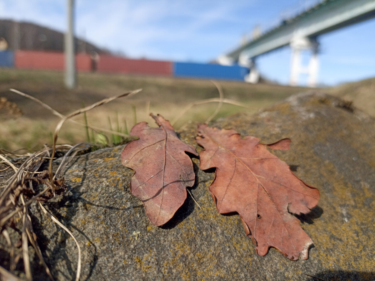 Осенние листья не ранней весной. Листайте карусель