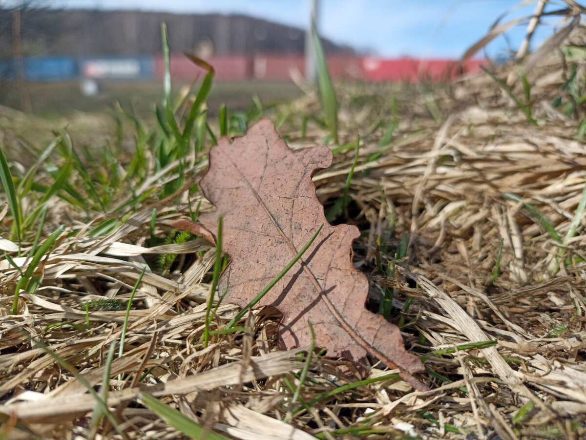 Осенние листья не ранней весной