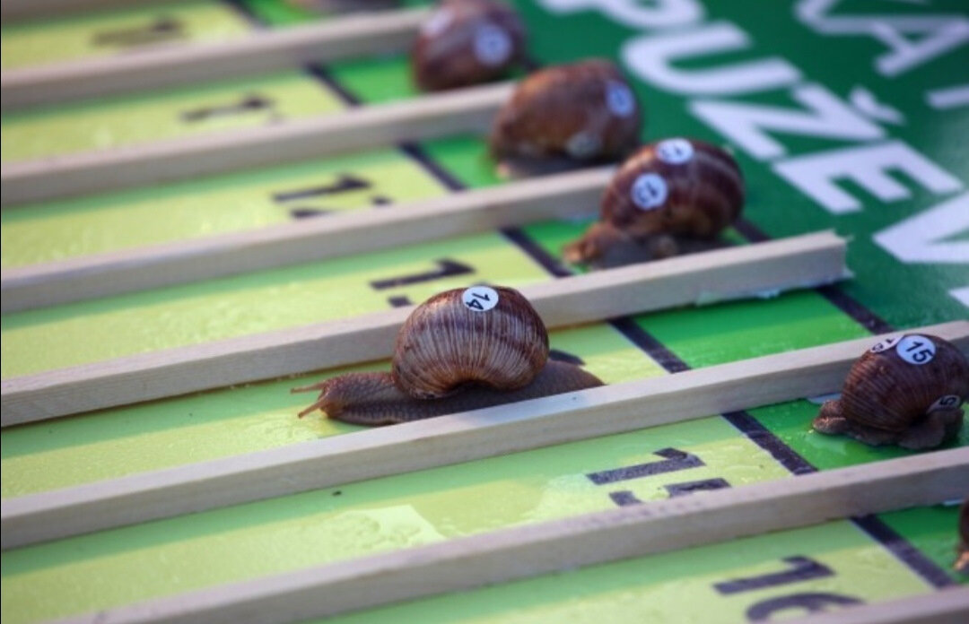 Соревнования улиток. Соревнования улиток. Фото гонки на улитках. Гонки улиток в англии. Гонки улиток.