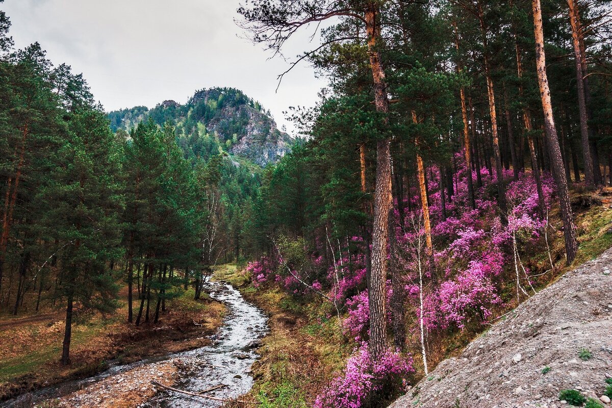 источник: maralnik.visitaltai.info