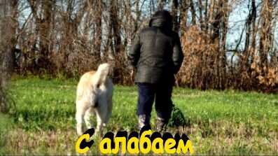 С алабаем мы гуляем и справляемся...