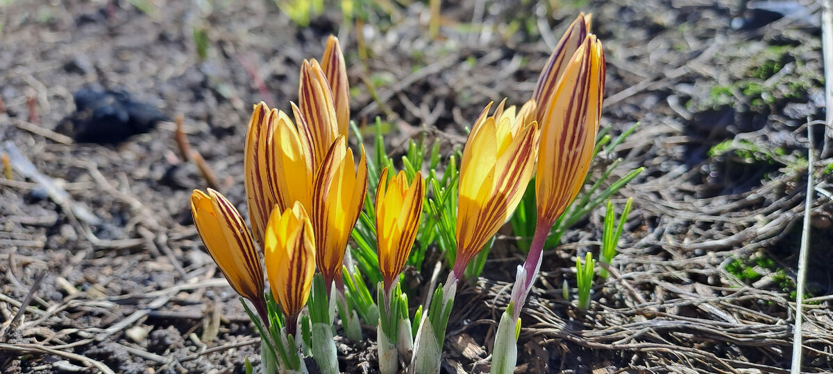 Полосатики ждут тепла, а оно придёт уже на днях (фото автора)