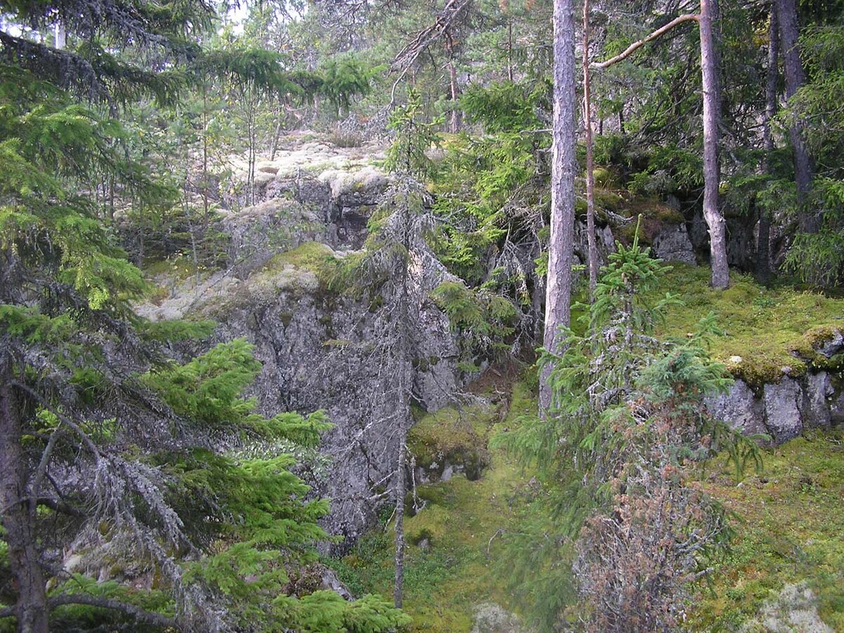 Потрясающий лес в горах