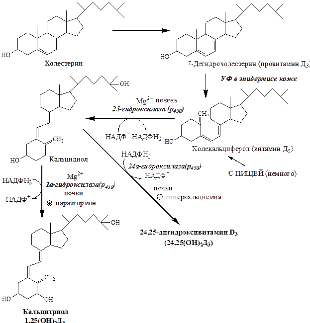 Схема преобразования витамина D, но с указанием ферментов, микроэлементов и некоторых витаминов. Изображение взято из интернета
