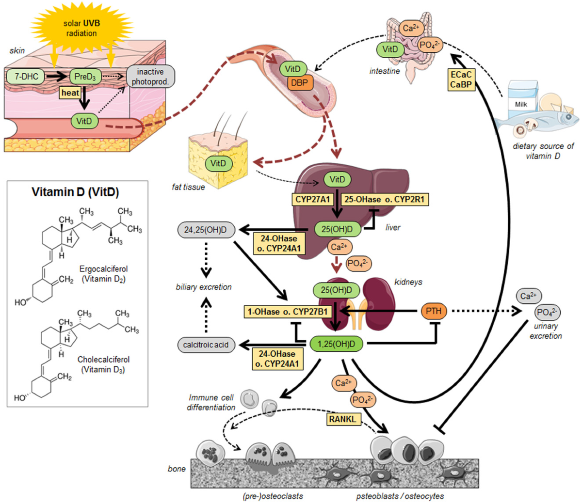 Метаболизм витамина д схема. Метаболизм витамина д в организме ребенка. Патогенез синтеза витамина д. Метаболизм витамина д3.