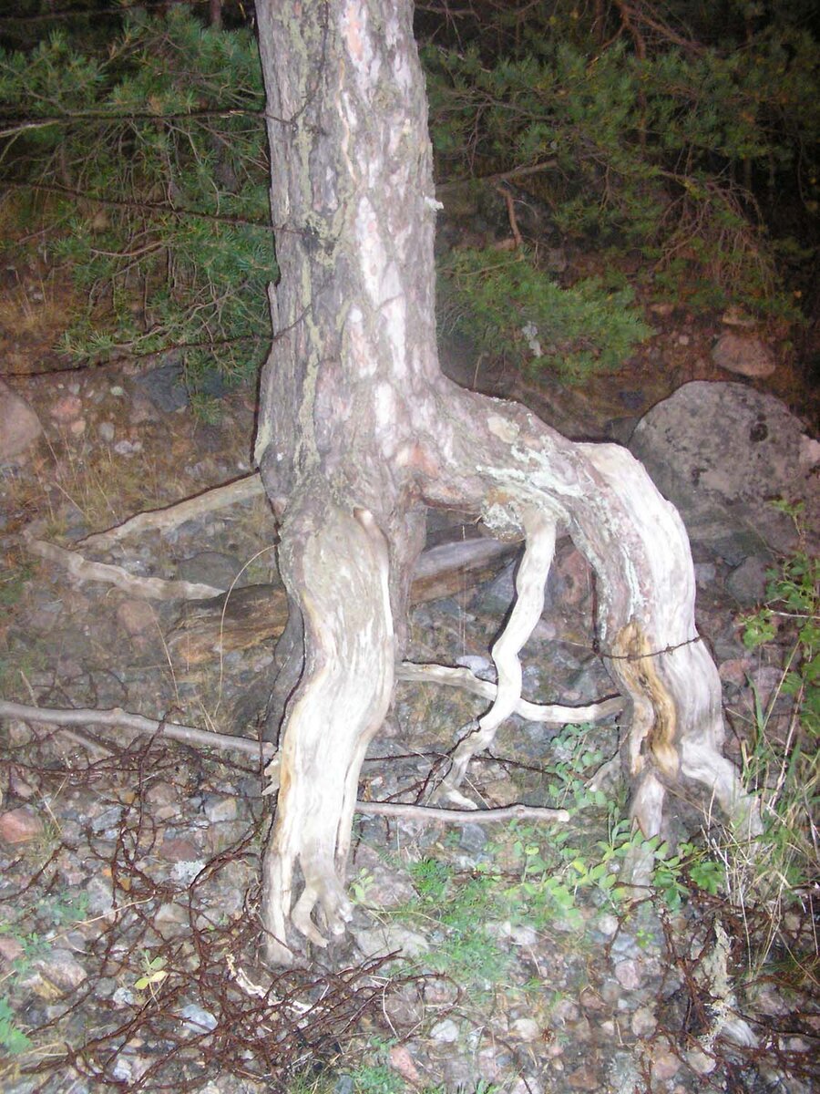 Природа потрясает